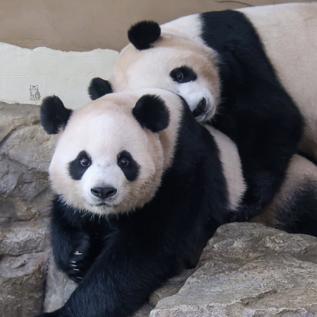 WSmcVy