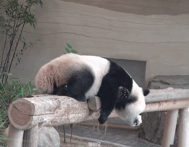 WVFOrC.gif