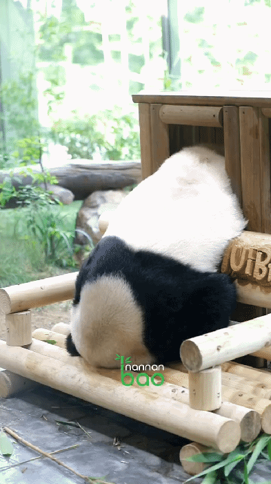 WVMCOQ.gif