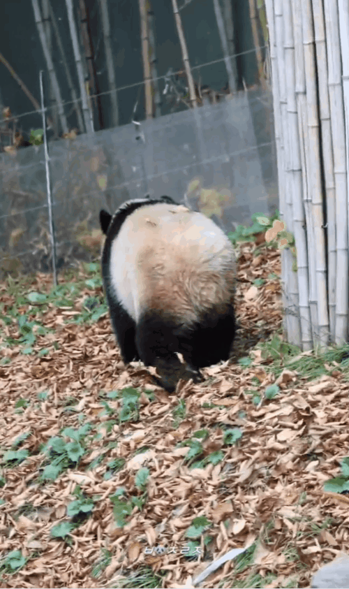 WXGInx.gif