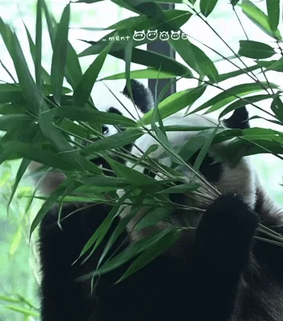 WZswvW