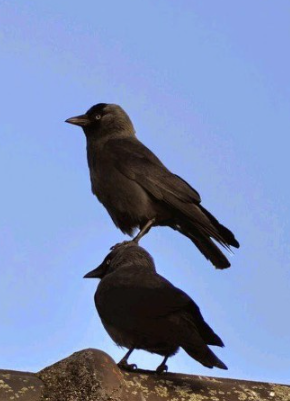 WbBDRu