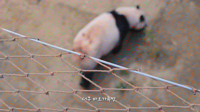 WfjPqu.gif