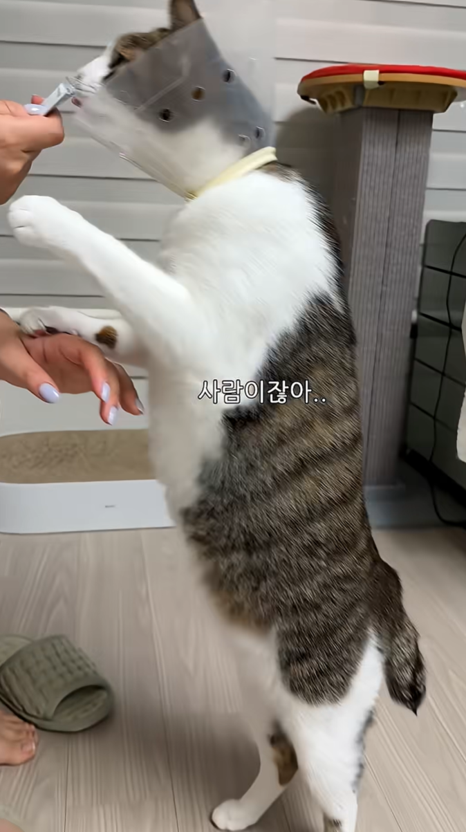 WjYVqX