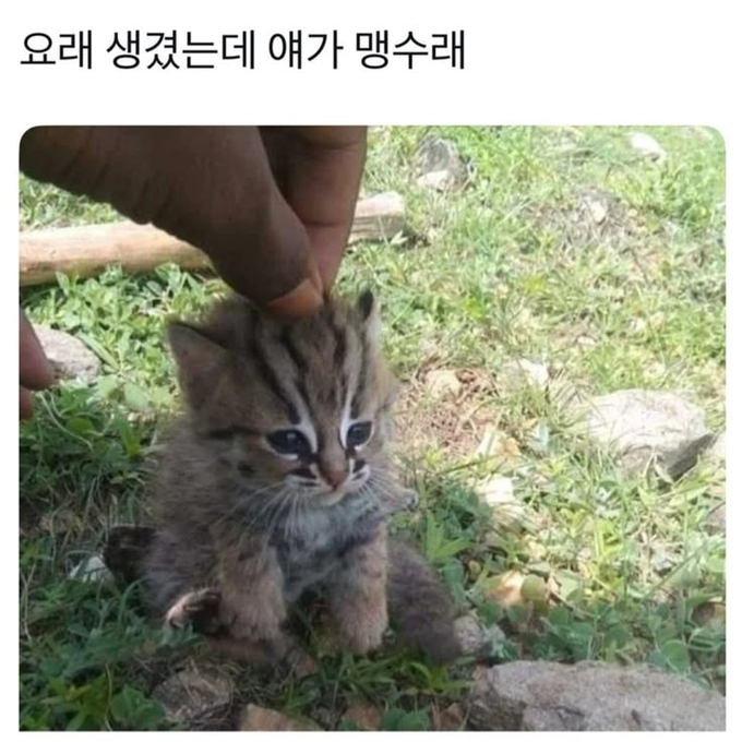 WmKagT