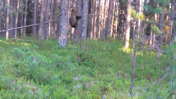 WoNJDR.gif
