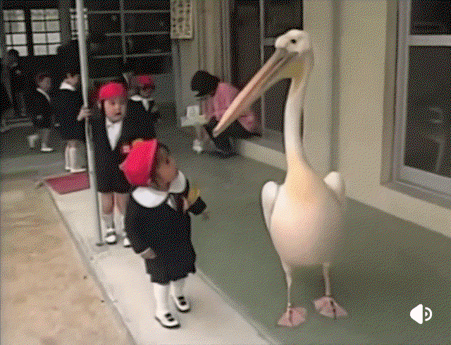WpdaLH.gif