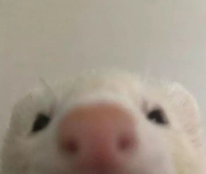 WphOCj