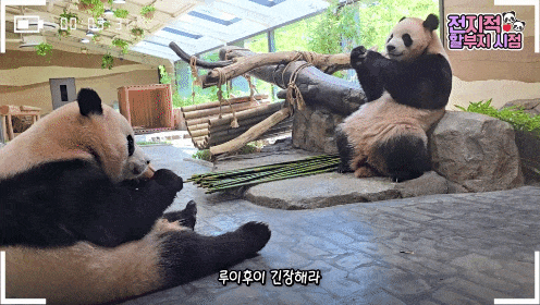WvfVbJ.gif