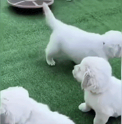 XBtUlk.gif