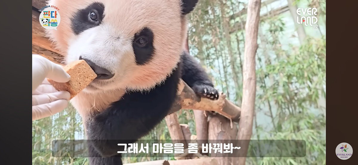 더쿠 - 후이는 끝까지 안 먹으려나?