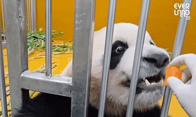 XDokmt.gif