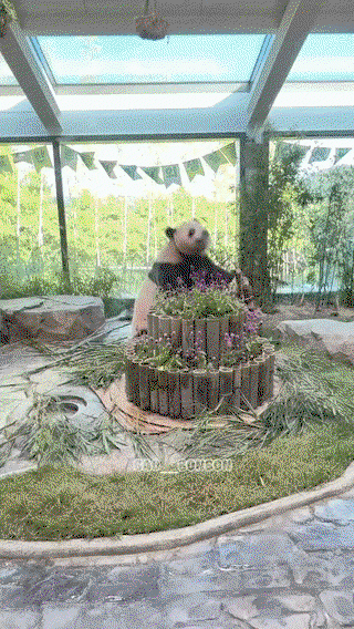 XGKVMm.gif