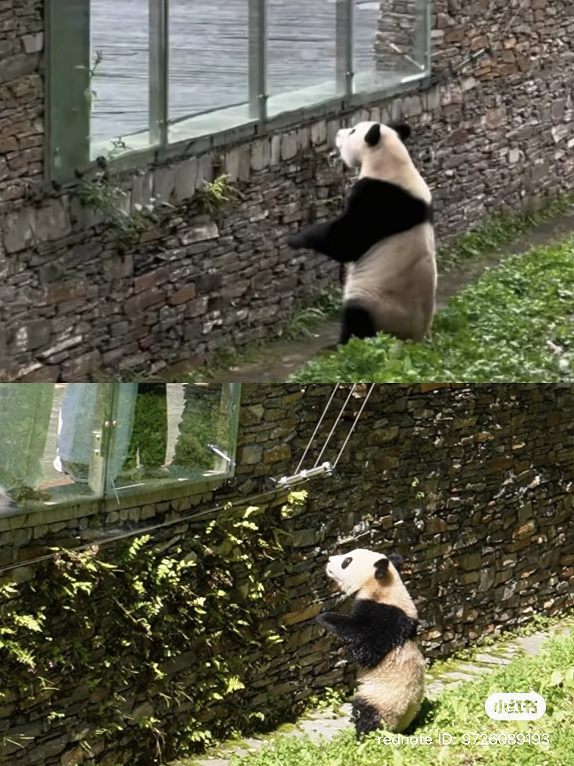 XGLHMO