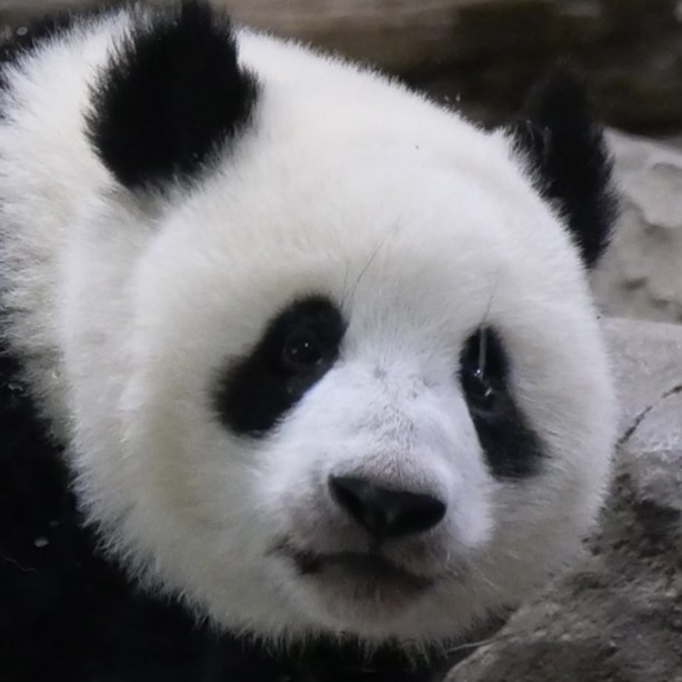 XHCUJA