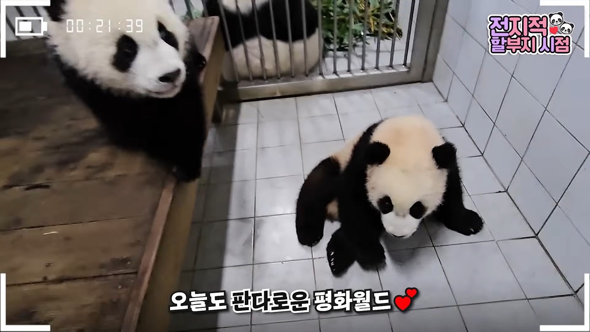 XHyMLP