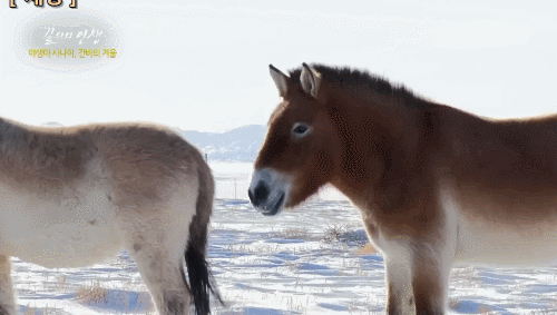 XSOrCw.gif