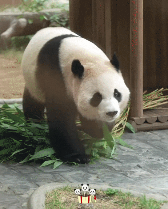 XSZfIa.gif