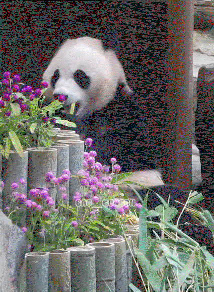 XTusIx.gif