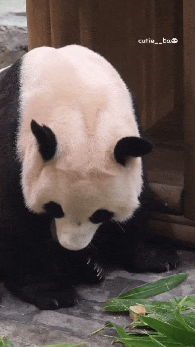 XXYTzf.gif