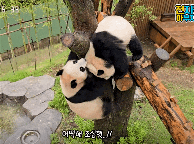 XYQzve.gif