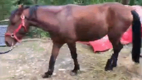 XZZDQD.gif