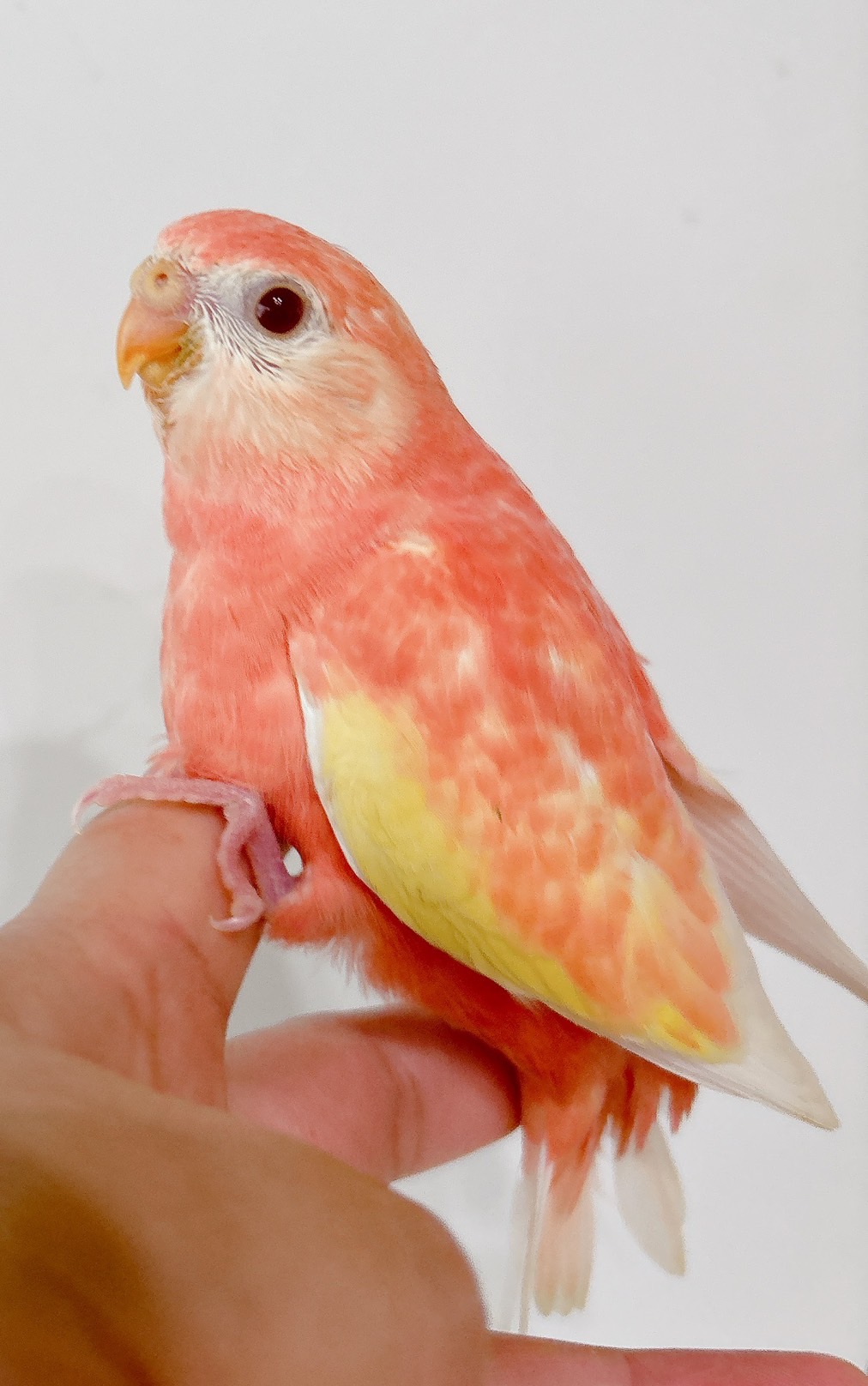 XZfAJO