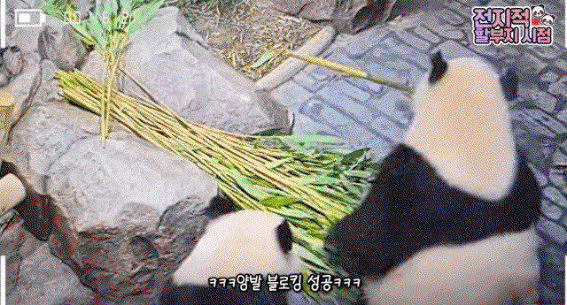 XapFtO.gif