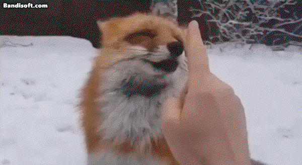 XgEUyQ.gif