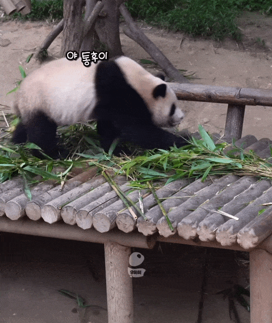 XiMIYr.gif