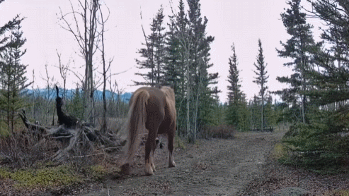 Xovmqn.gif