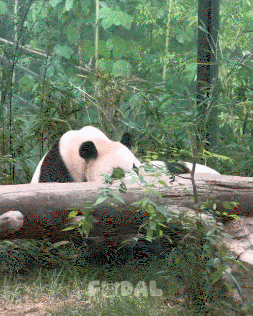 XpiVGz.gif
