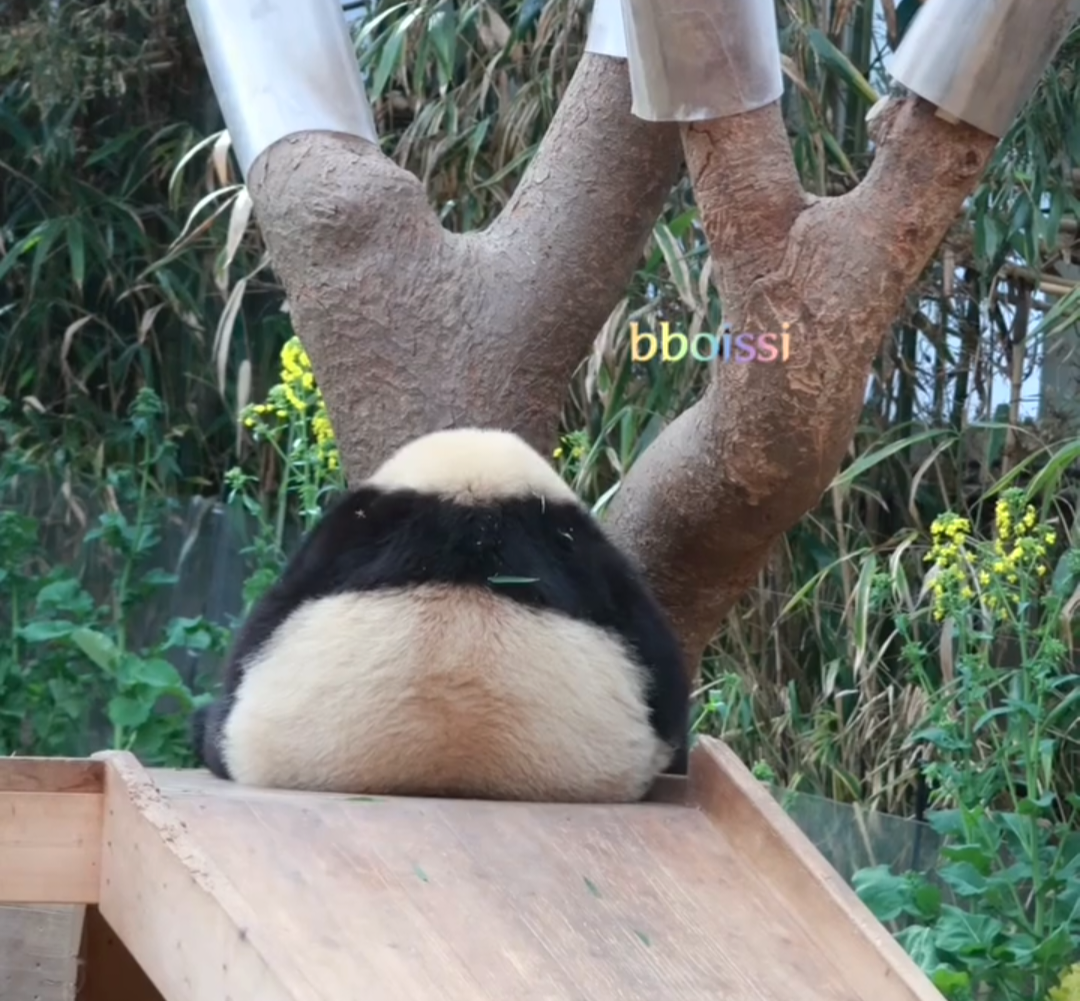 XrJLag