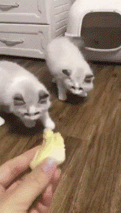 YCaXvk.gif