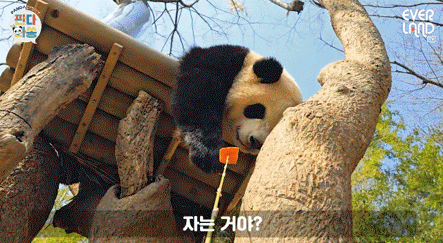 YDlliB.gif