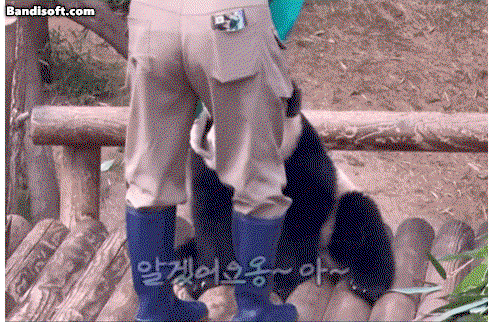 YGPlrc.gif