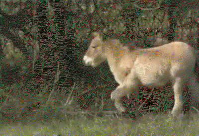 YOxLga.gif