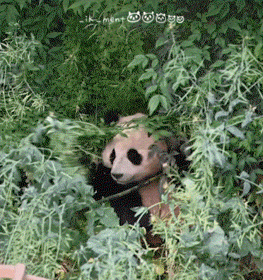 YjyNIR.gif