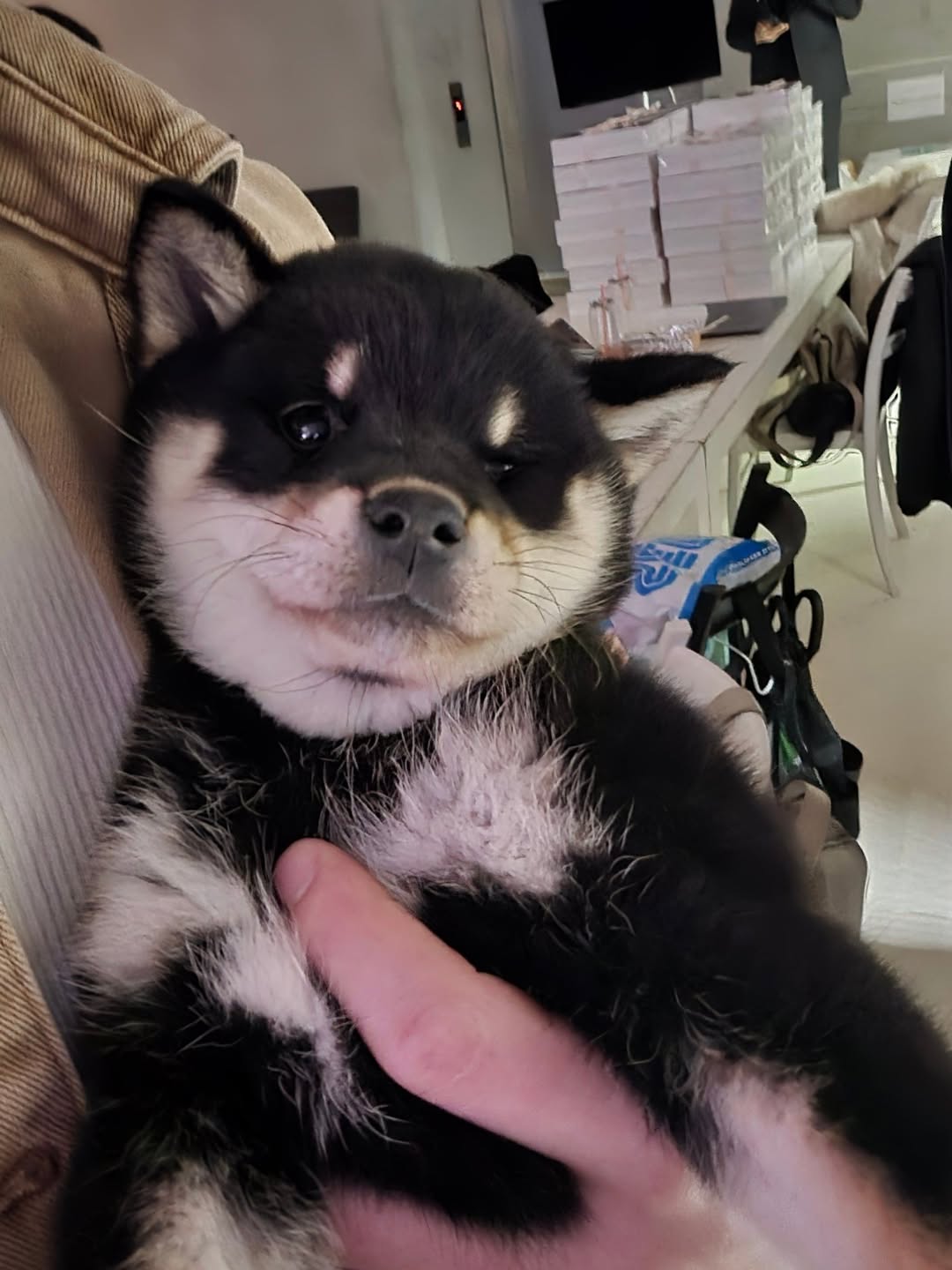 YoxlIL