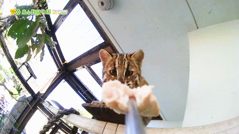YpkqEj.gif