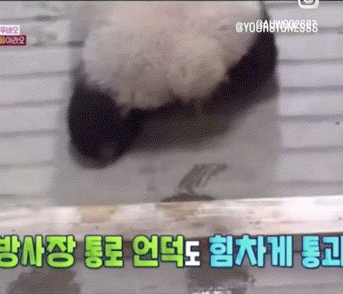 YsJWXm.gif