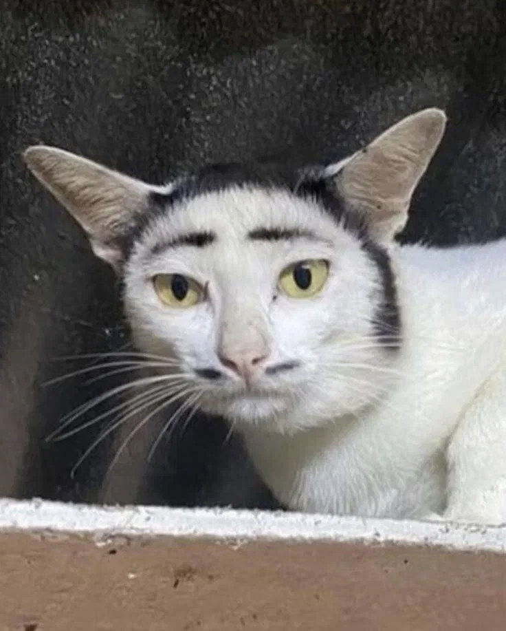 YseCFJ