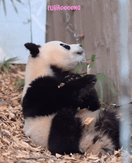 ZCdxhj.gif