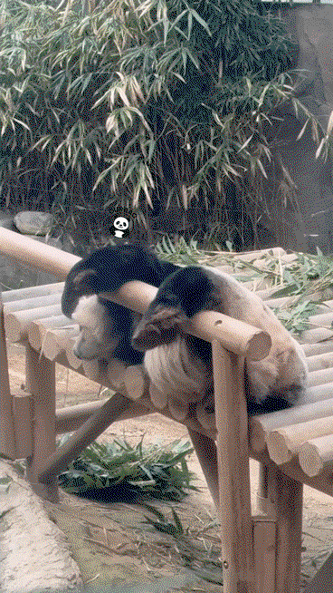 ZDJURL.gif