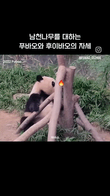 ZEFpbI.gif