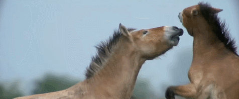 ZEveJa.gif