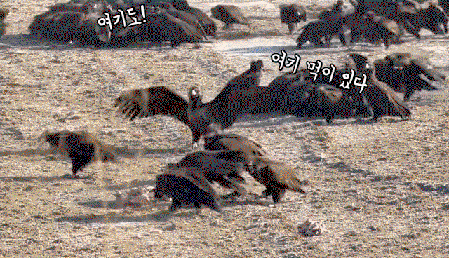 ZGlEdH.gif