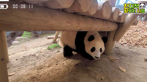 ZIJtQF.gif