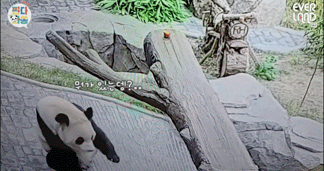 ZNihxV.gif