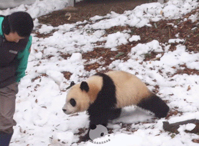 ZOOAEg.gif